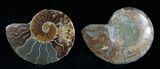 / Inch Polished Ammonite (Pair) #1976-1